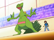 Ash and Sceptile