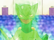 Ash Sceptile Overgrow