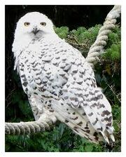 Snowy owl