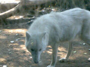 Arctic Wolf, Berlin Zoo
