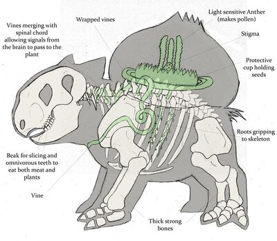 How-Bulbasaur-works-pokemon-anatomy-venusaur-pikachu-ivysaur1