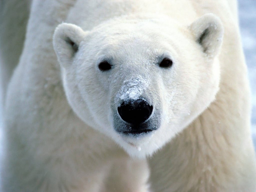 polar bear hibernation wiki