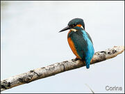 IJsvogel