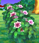 Bush
