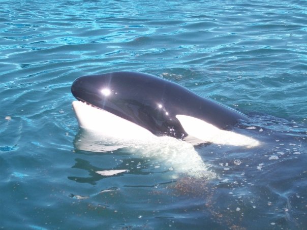 Kshamenks Gallery Orca Pod Wiki