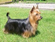 Australian-Silky-Terrier-Alana
