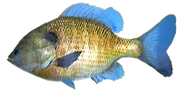 Bluegill AD