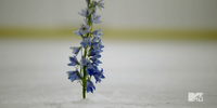 Aconito (planta)