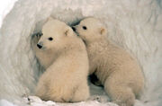 Polarbearcubslarge