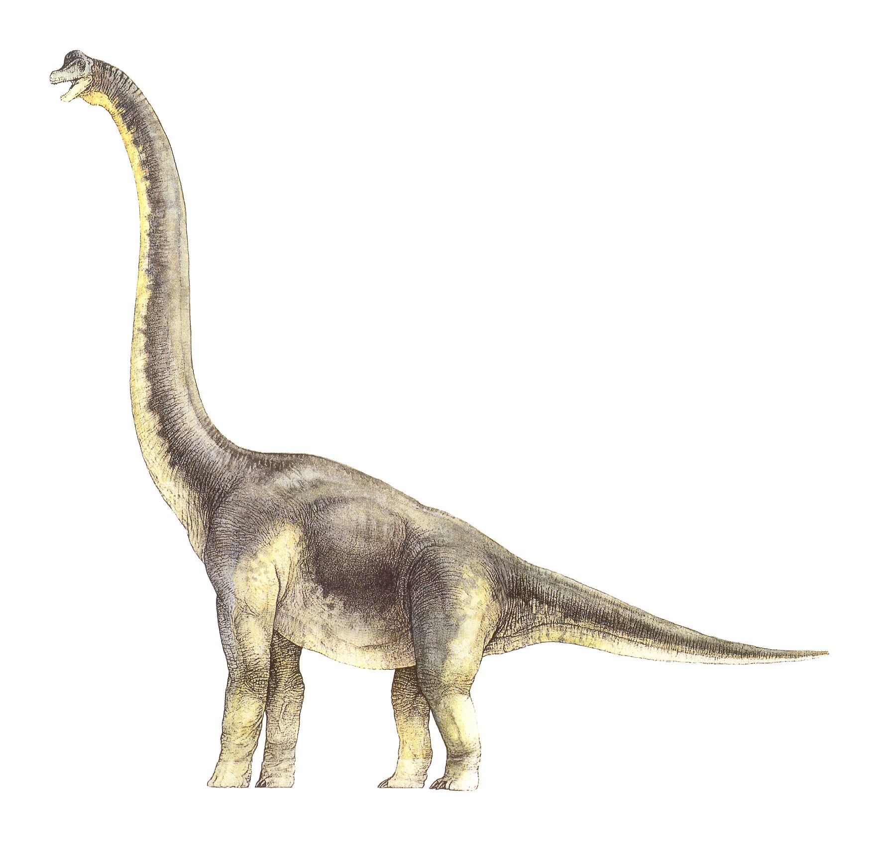 Brachiosaurus - Land Before Time Wiki - The Land Before Time Encyclopedia.