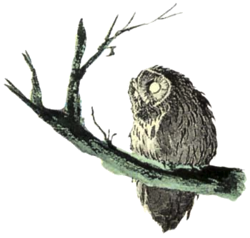 Owl_Artwork_5_%28Link%27s_Awakening%29.png