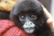2409081013 Yellow-tailed Woolly monkey,3