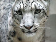 3009081245 leopardonieves3