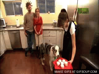 Girl gives dog bj Girl gives dog bj