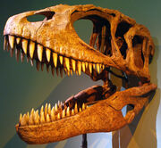 CarcharodontosaurusSkull