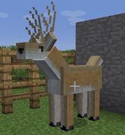 Male Deer