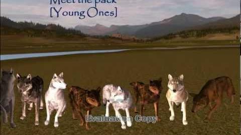 Meet My pack, The Young Ones wolfquest