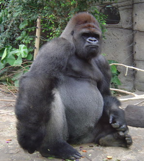 Gorila Occidental - Wiki Reino Animalia