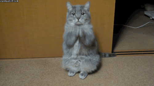 Funny-gif-cat-shaking-hands.gif