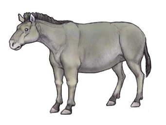Pliohippus Wiki Dino