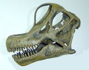 Brachiosaurus skull