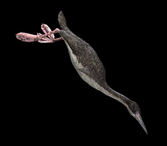 Hesperornithines Dinopedia the free dinosaur encyclopedia