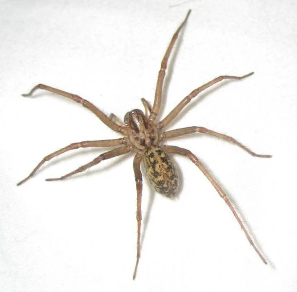 Hobo spider (Tegenaria agrestis) Arachnipedia Wiki