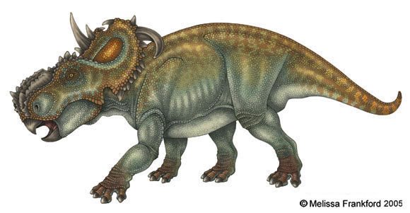 Pachyrhinosaurus_(12).jpg
