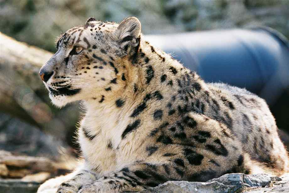 mac os x 10.6 snow leopard