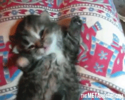 Funny-gif-stretching-kitty.gif