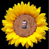 Niko Spring
