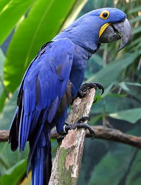 Guacamayo azul 5.png