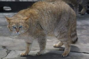 Chinese Mountain Cat