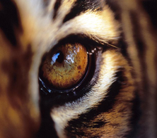 Ojo de tigre.png
