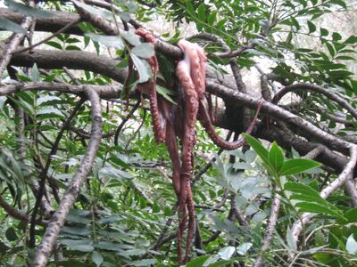 Octopus