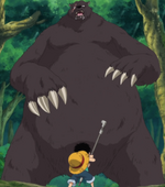 Wild Bear