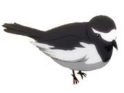 Wagtail