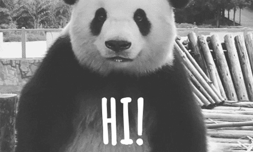 Panda_says_hi.gif