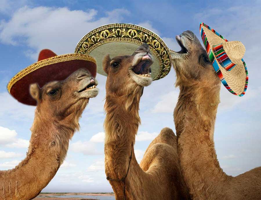 Spicy-camels.jpg