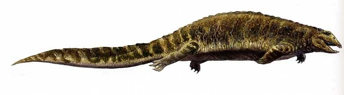 Placodus Dinopedia the free dinosaur encyclopedia