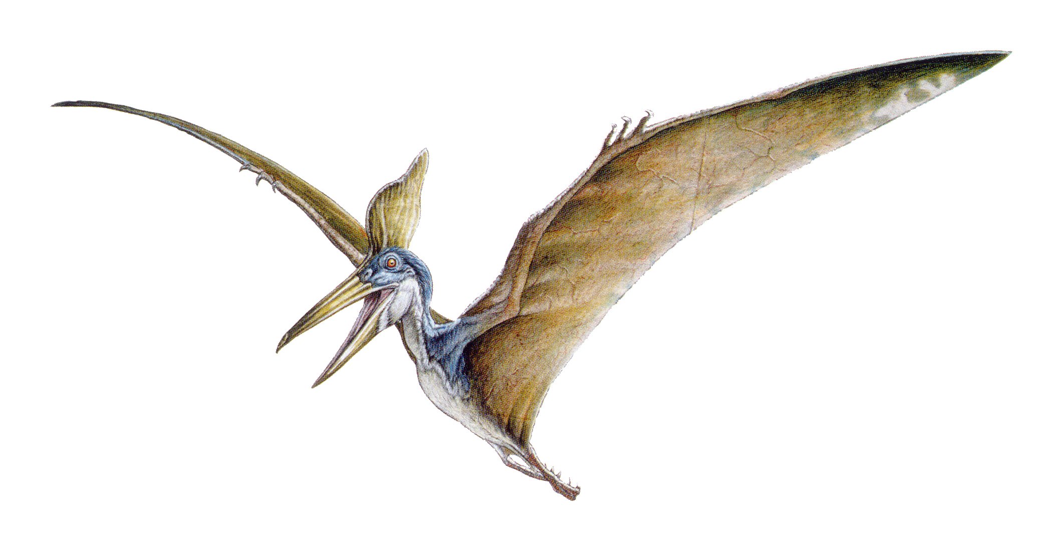The Lost World Jurassic Park Pteranodon Concept Drawing Jurassic Park Prehistoric Animals Jurassic World Dinosaurs