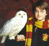 Harry-Potter-Hedwig