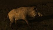 Pig