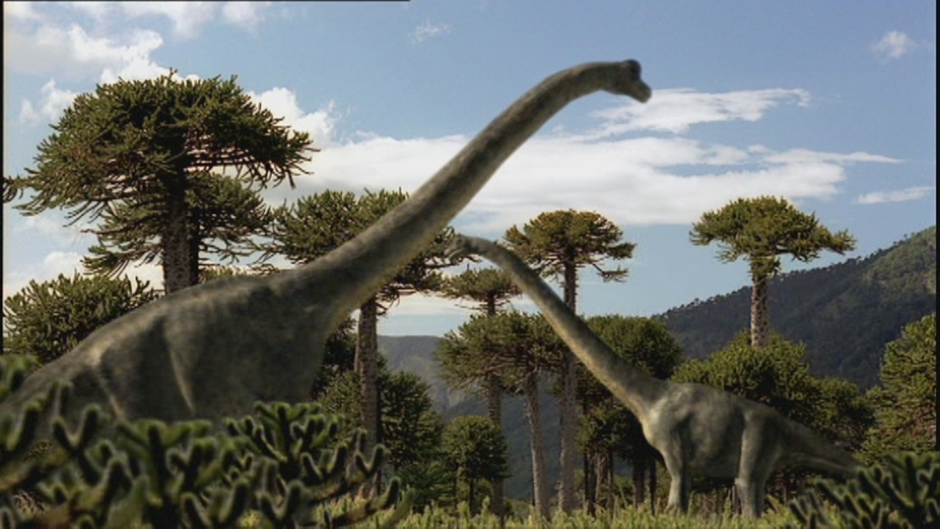 wiki brachiosaurus