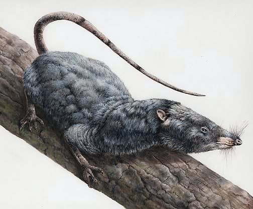 Cimolestes Dinopedia the free dinosaur encyclopedia