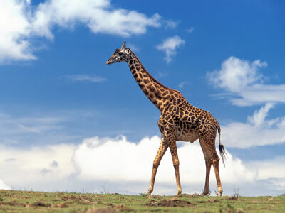 Photos-of-Giraffe