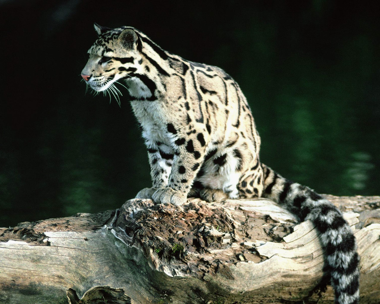 sunda-clouded-leopard-animal-of-the-world-wiki