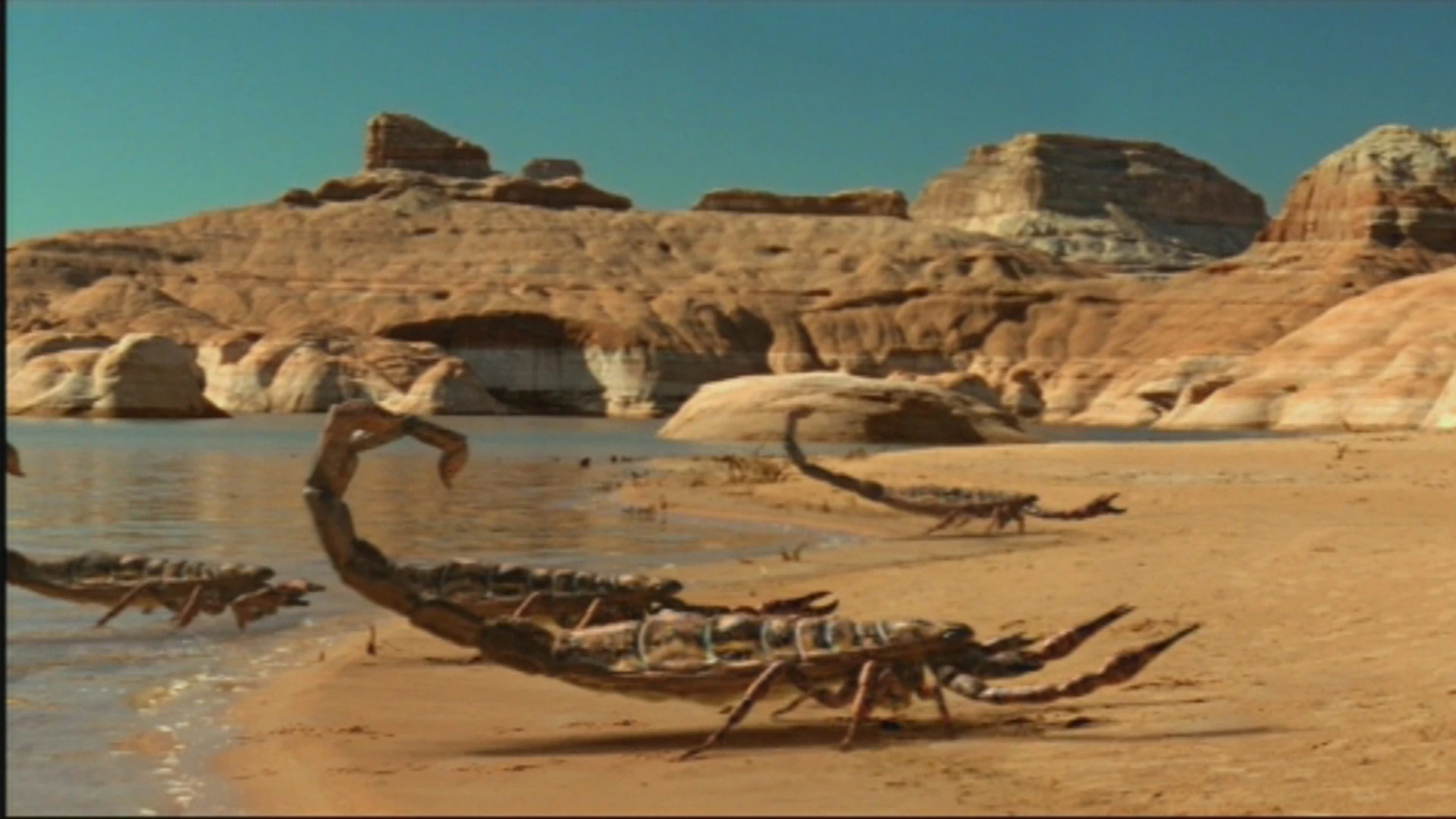 Scorpion Walking With Wikis the free Walking with... encyclopedia