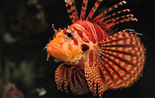 zebra turkey fish