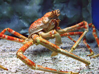 Spider Crab